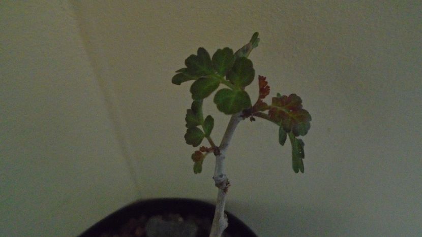 Pachycormus discolor - Caudiciforme si bulbi 2019 bis