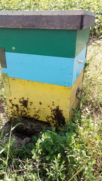  - Floarea Soarelui 2019