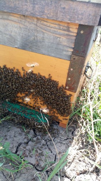  - Floarea Soarelui 2019