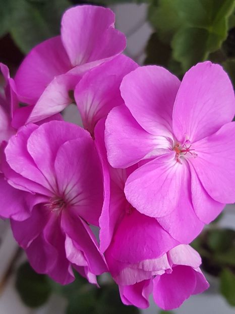 Blue Wonder, o frumusete cu flori mari - Muscate de colectie 2019