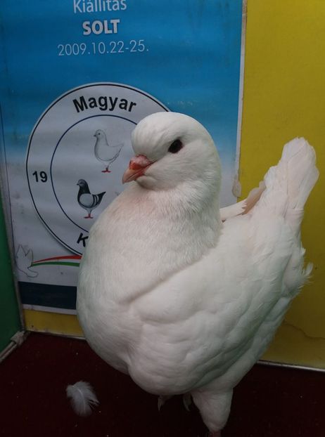 0-1 2019 - Puii 2019