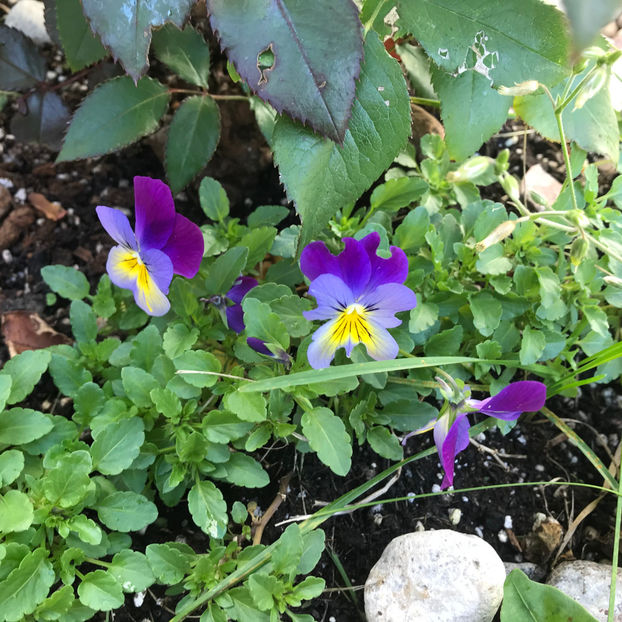  - Jurnalul gradinii 2019