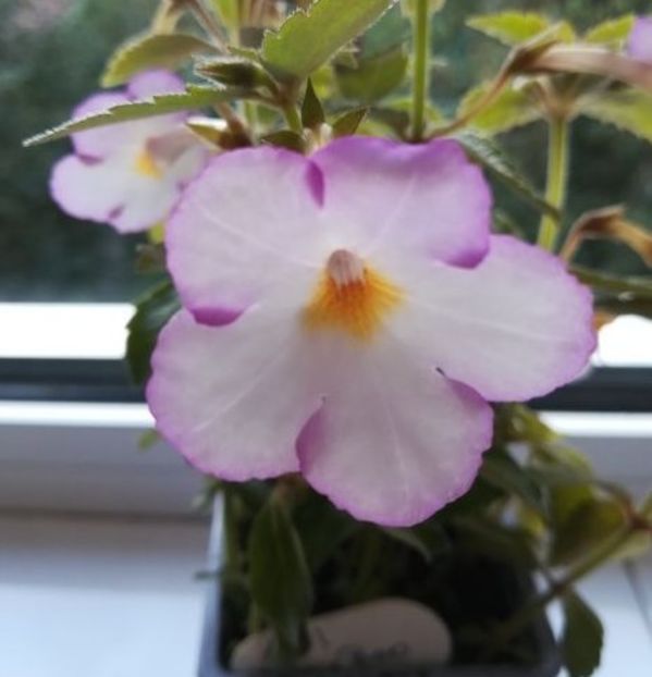 Daisy Boo - Achimenes 2018