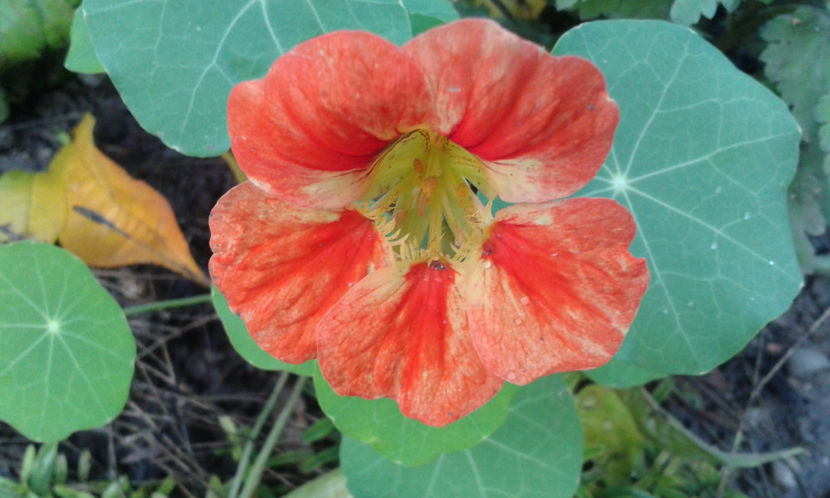  - dragostea  de natura