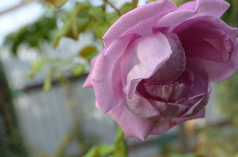  - dragostea  de natura