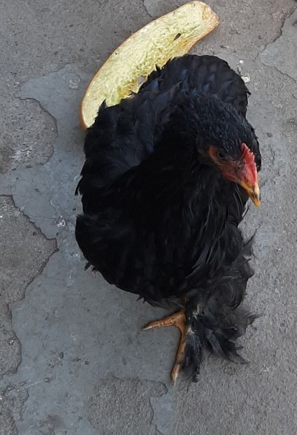 Cochinchina  negru. - Găini 2019 - 2022