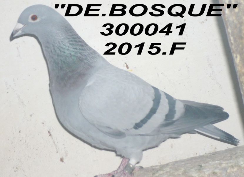 2015.300041BOSQUE -BUN COD - 2 MATCA 2020