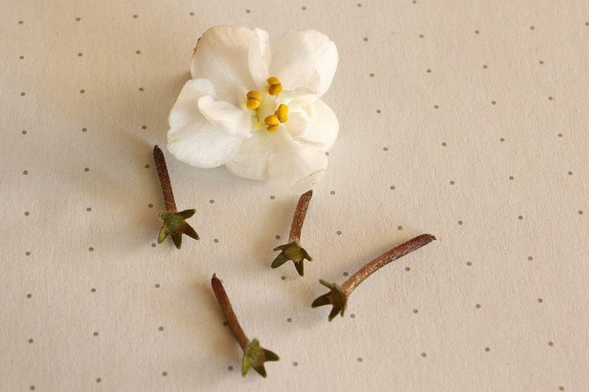 16.10.19 - 3 Inradacinare caliciu