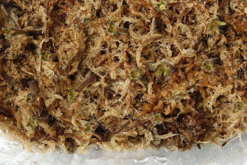 22.10.19 - 3 Inradacinare caliciu