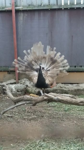  - Pauni bronze cream 2018