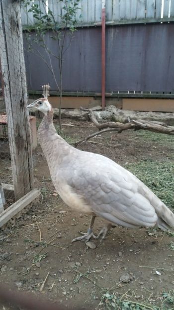  - Pauni bronze cream 2018