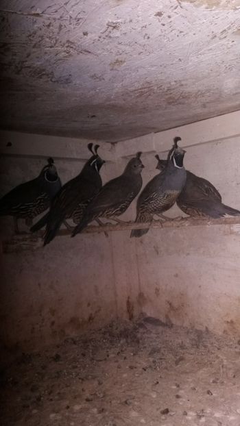  - Prepelite californiene