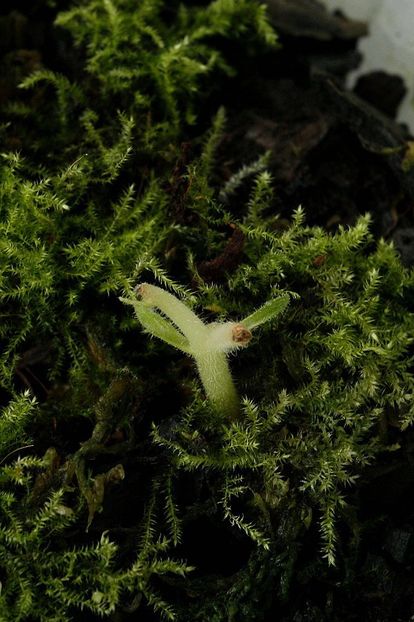 30.10.19 - 2 Inradacinare tija florala