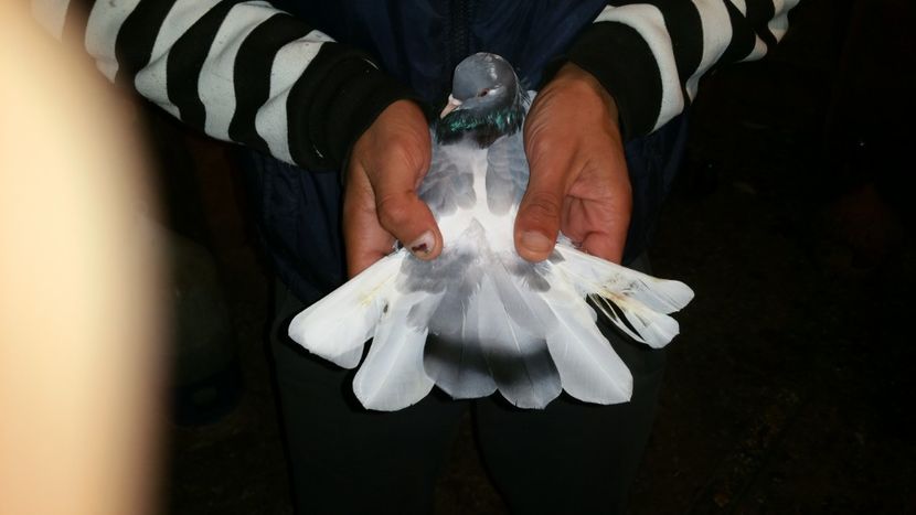  - Rolleri de Birmingham