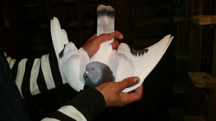  - Rolleri de Birmingham