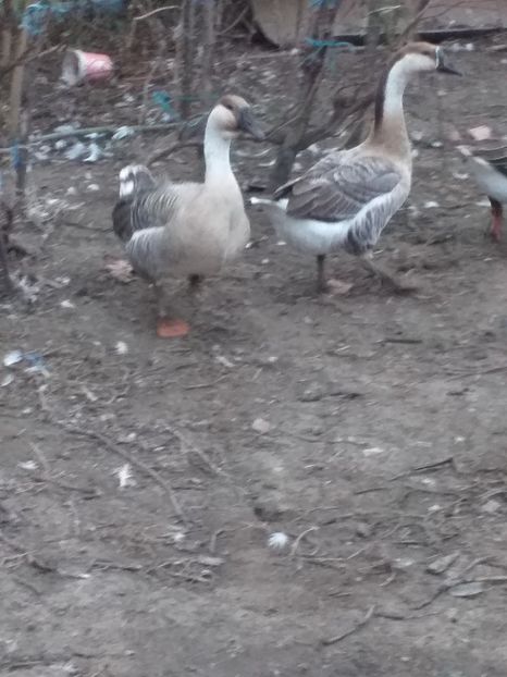  - Gâște africane de vanzare 2019