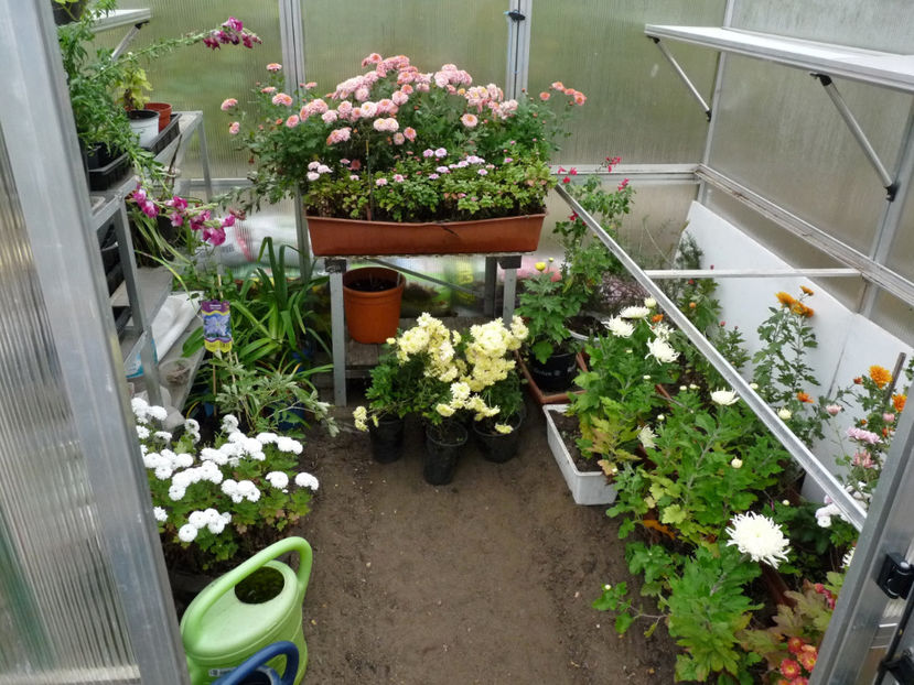 La caldurica! _ 31.oct. -3°C cu bruma! - Crizanteme