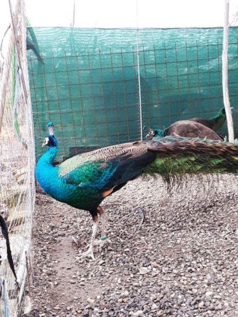 temp7 - PAUNI SPALDING