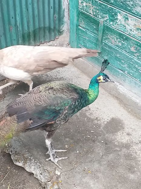 IMG-20181210-WA0019 - PAUNI SPALDING