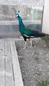 temp1 - PAUNI SPALDING