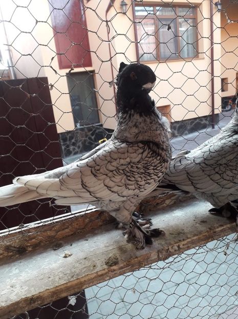 received_2289340471175295 - Vanduti 2019