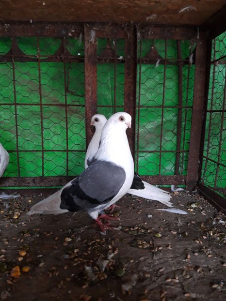  - jucatori capaciti de buzau