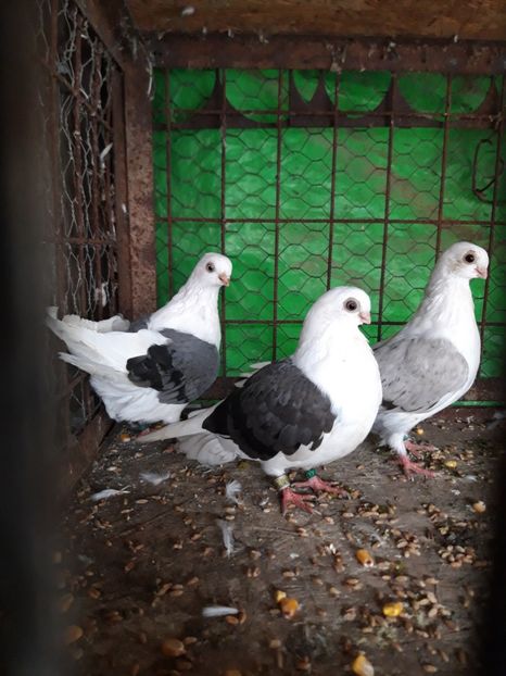  - jucatori capaciti de buzau