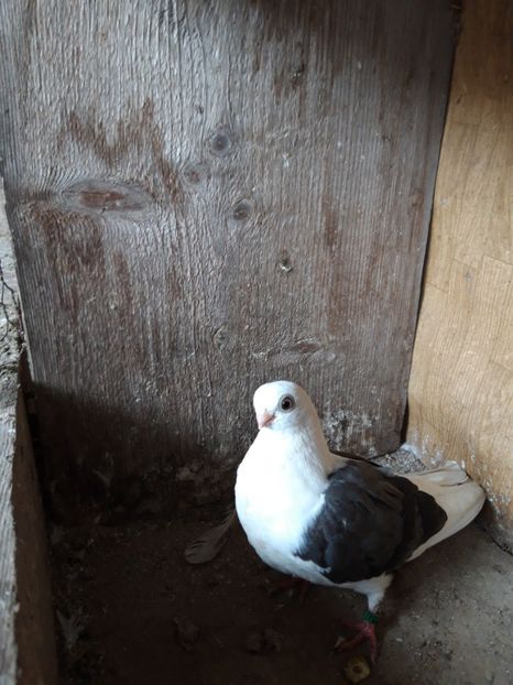 F 2019 - jucatori capaciti de buzau