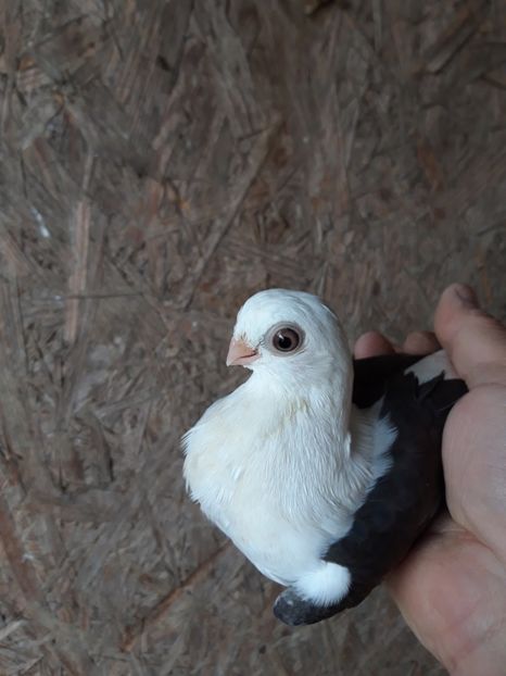  - jucatori capaciti de buzau