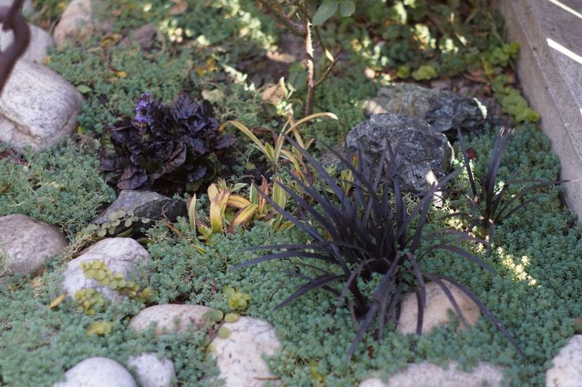  - OCTOMBRIE 2019- OCTOMBRIE 2020