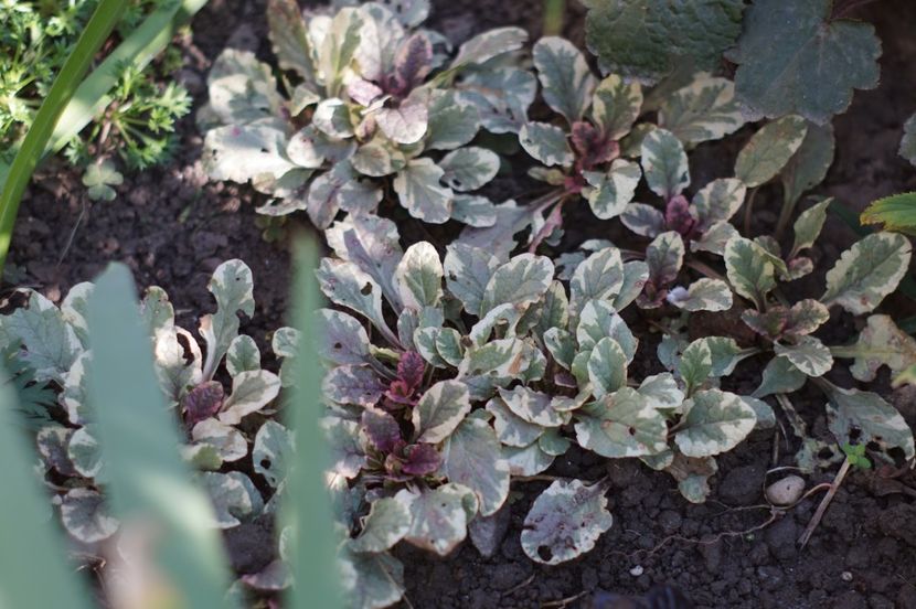  - OCTOMBRIE 2019- OCTOMBRIE 2020