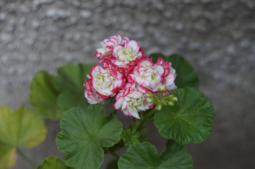  - OCTOMBRIE 2019- OCTOMBRIE 2020