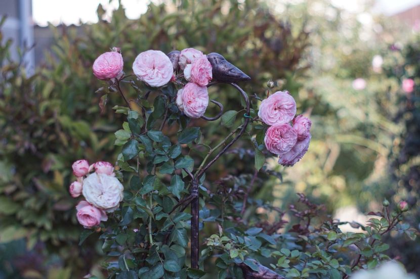  - OCTOMBRIE 2019- OCTOMBRIE 2020