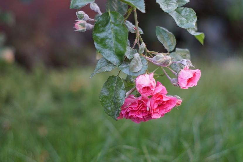  - OCTOMBRIE 2019- OCTOMBRIE 2020