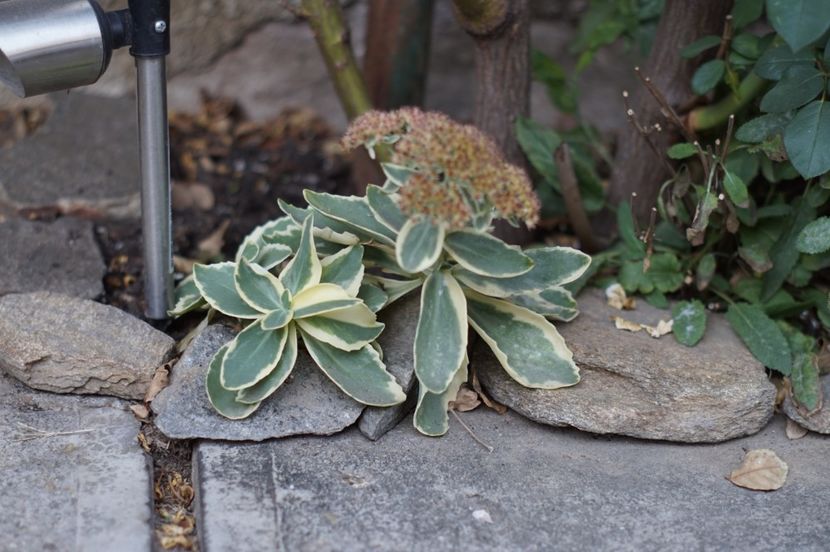  - OCTOMBRIE 2019- OCTOMBRIE 2020