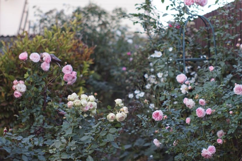  - OCTOMBRIE 2019- OCTOMBRIE 2020