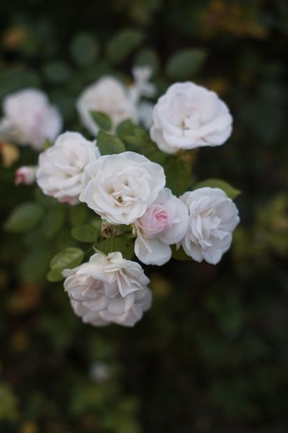  - OCTOMBRIE 2019- OCTOMBRIE 2020