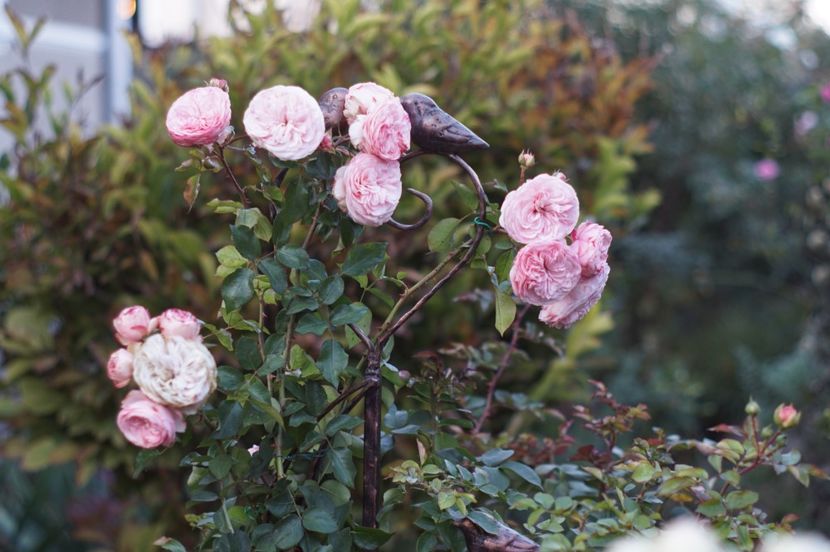  - OCTOMBRIE 2019- OCTOMBRIE 2020