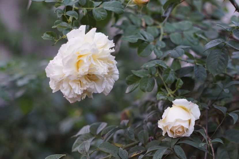  - Cyrano de Bergerac