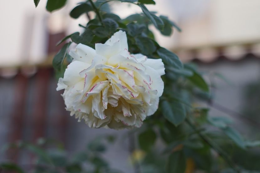  - OCTOMBRIE 2019- OCTOMBRIE 2020