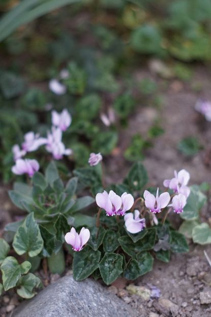  - OCTOMBRIE 2019- OCTOMBRIE 2020