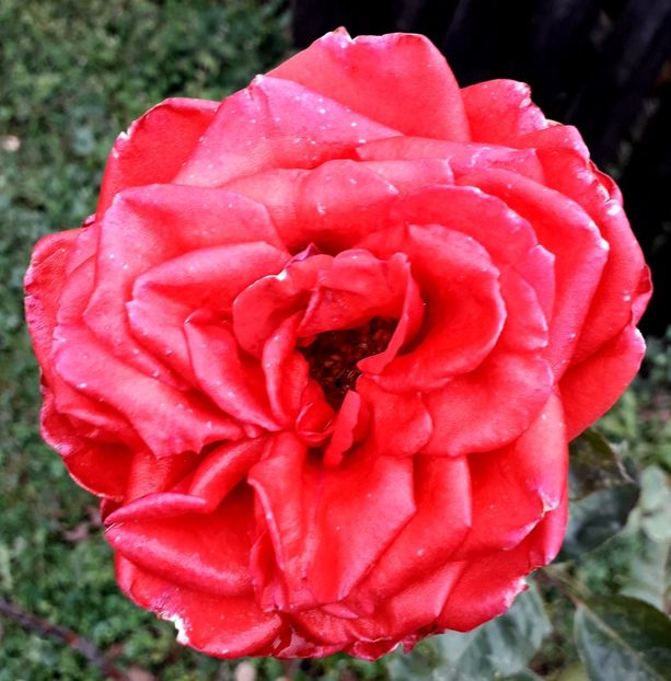  - TRANDAFIRI_2019_2020_2024