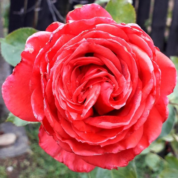  - TRANDAFIRI_2019_2020_2024