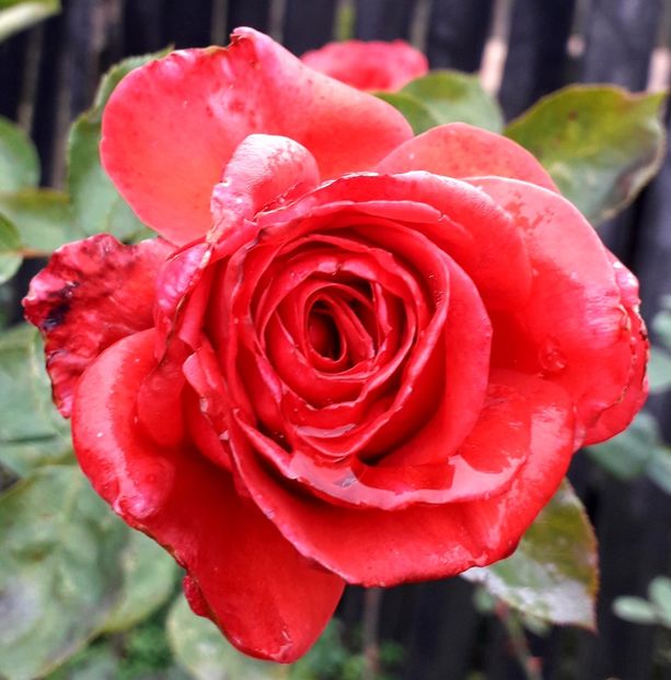  - TRANDAFIRI_2019_2020_2024