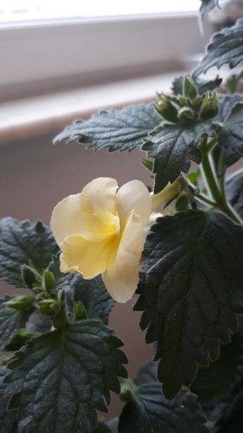  - R20 - Milky Way xA