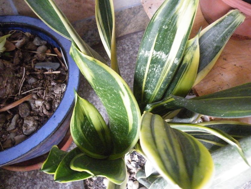 gold flame - Colectie sansevieria