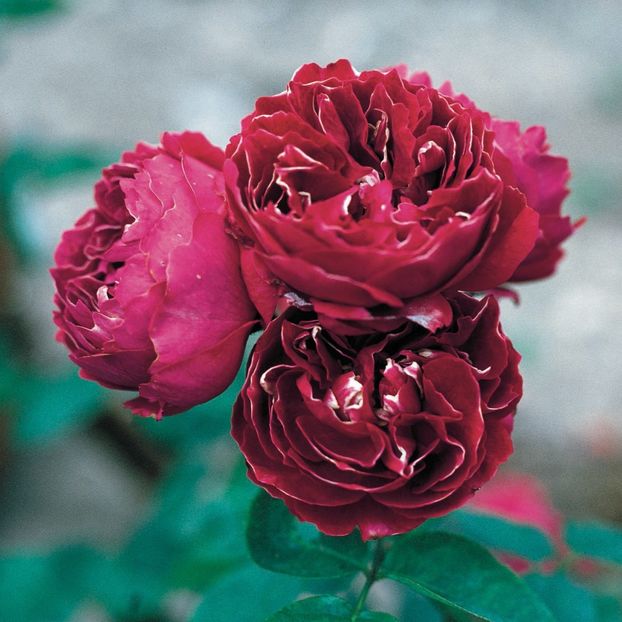 Baron_Girod_de_l_Ain_1_1 - BARON GIROD DE L AIN