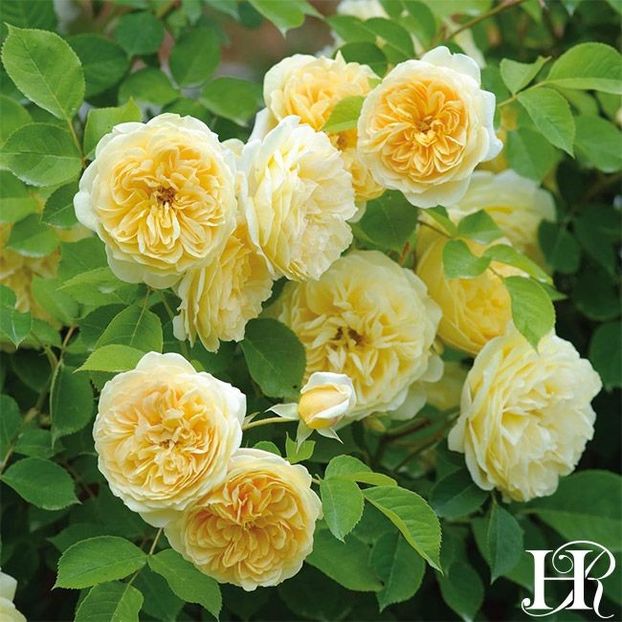 teasing-georgia-2 - TEASING GEORGIA