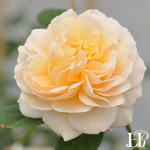 teasing-georgia-5_1 - TEASING GEORGIA