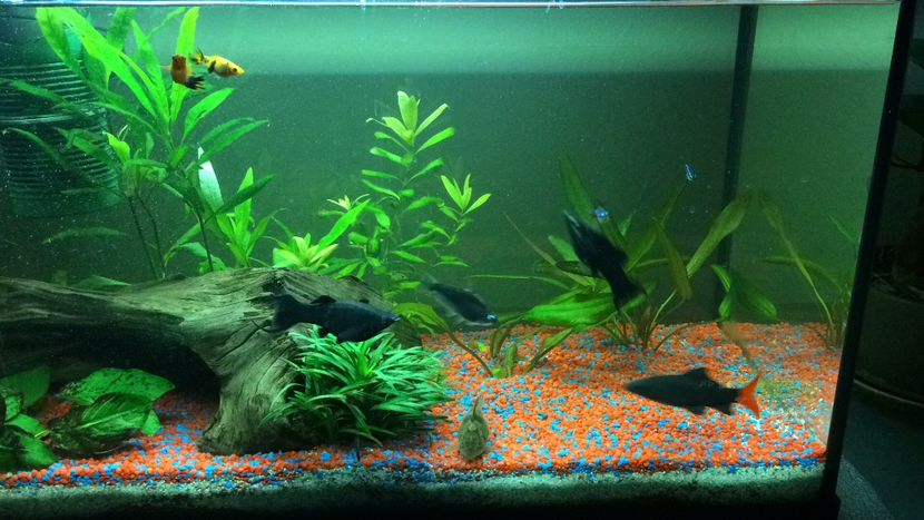 16141033-0587-4502-9182-DD3FBCFAC711 - acvariu